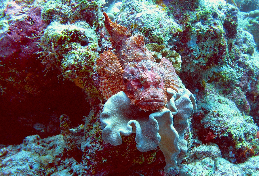 IMG_7617rc2_Maldives_Madoogali_Poisson scorpion a guenilles - Scorpaenopsis venosa.jpg